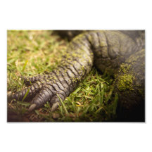 Limb Photo