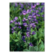 Lime Blue False Indigo, (Baptisia Australis) flowe Greeting Cards