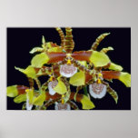 Lime Grande (Odontoglossum) flowers posters