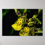 Lime Odontoglossum flowers posters
