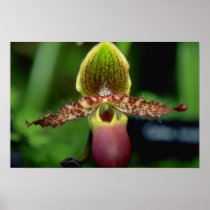 Lime Paphiopedilum argus flowers Poster