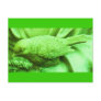 Lime Statuary Bird Post Cards