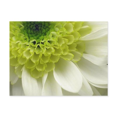 Lime Treat Postcard by designcreatology