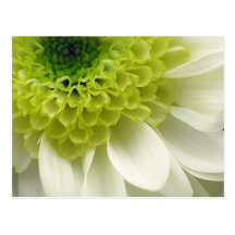 Lime Treat Postcard