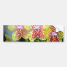Lime Vanda flowers Bumper Stickers