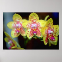 Lime Vanda flowers Posters