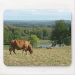Limousin cattle in the Creuse mousepads