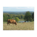 limousin post card