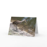Limpkin Customisable Card