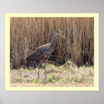 Limpkin - Environmental Portrait Posters