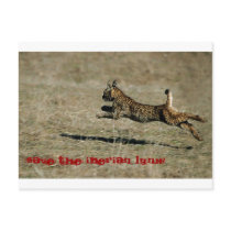 LINCE IBÉRICO, Save the Iberian Lynx! Tarjetas Postales