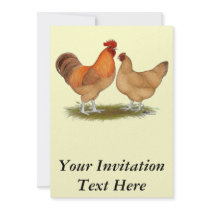 Lincolnshire Buff Chickens