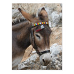Lindos Donkey Post Card