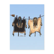 Line Dry Afghans Postcard