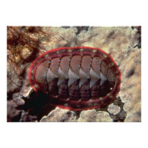 Lined chiton (Tonicella lineata) Shell Personalized Announcement