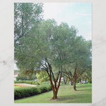 Lined Olive grove trees against blue sky Flyers
