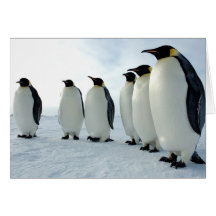 Lined up Emperor Penguins Greeting Cards