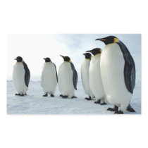 Lined up Emperor Penguins Stickers