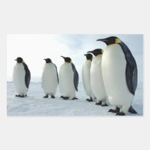 Lined up Emperor Penguins Stickers