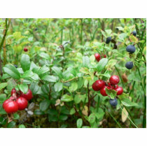 Lingonberries In Bush Photo Cutout