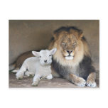Lion and Lamb postcards