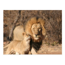 Lion and Lion Cub Postcard