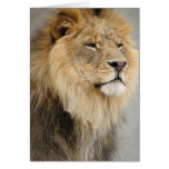 lion art greeting cards