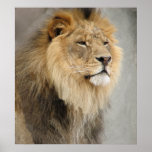 lion art posters