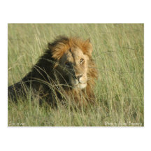 Lion at Rest Post Cards