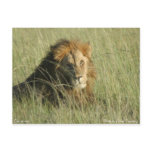 Lion at Rest Post Cards