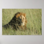 Lion at Rest Posters