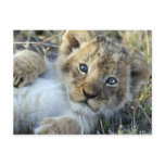 Lion Baby postcards