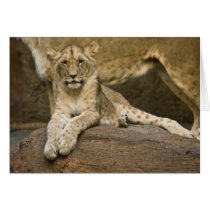 Lion Greeting Card
