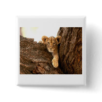 Lion Cub