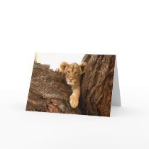 Lion Cub