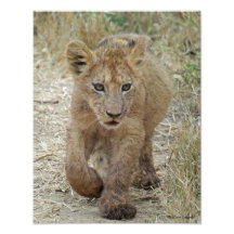 Lion Cub Close-up Photo Art