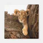 Lion Cub Fridge Magnets
