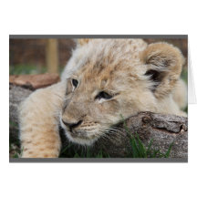 Lion Cub Greeting Cards