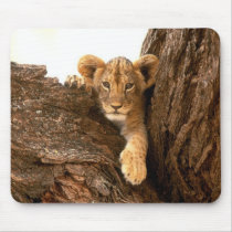 Lion Cub