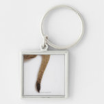 Lion cub (Panthera leo) against white Keychains