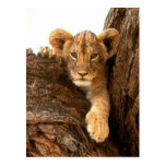 Lion Cub Post Card