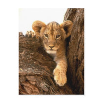 Lion Cub