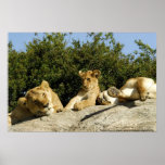 Lion Cub Poster