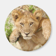 Lion Cub ROUND Magnet