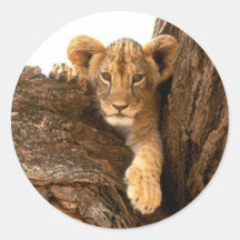 Lion Cub Sticker