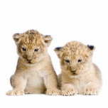 Lion Cubs Key Chain photo sculptures