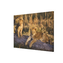 Lion cubs on log, Panthera leo, Masai Mara, 3 Gallery Wrap Canvas