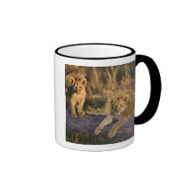 Lion cubs on log, Panthera leo, Masai Mara, 3 Mug