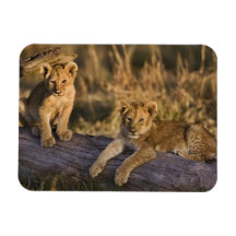 Lion cubs on log, Panthera leo, Masai Mara, 3 Vinyl Magnet