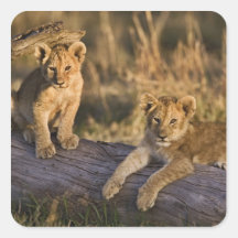 Lion cubs on log, Panthera leo, Masai Mara, 3 Square Stickers